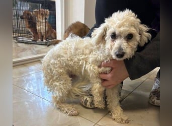 TIMMI ist in großer Not