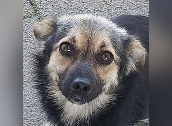 ZOICA ist ein absoluter Traumhund