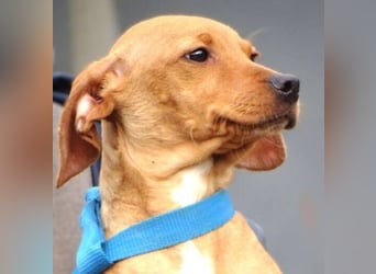 BRUNO entzückender kleiner Hundebub