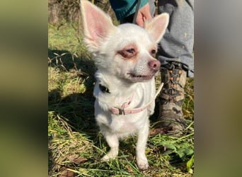 MINNIE ist ein winziges Hundemädchen