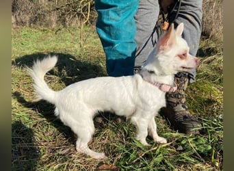 MINNIE ist ein winziges Hundemädchen