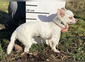 MINNIE ist ein winziges Hundemädchen