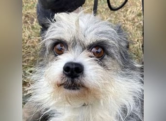 IDA wurde hilflos auf der Straße gefunden