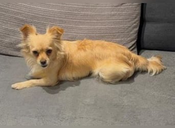 MINNIE ist ein winziges Hundemädchen