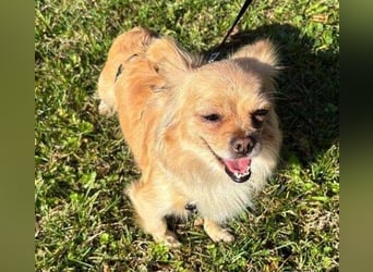 MINNIE ist ein winziges Hundemädchen