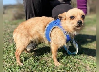 GINGER irrte hungrig umher