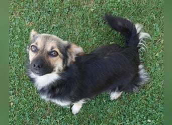 ZOICA ist ein absoluter Traumhund