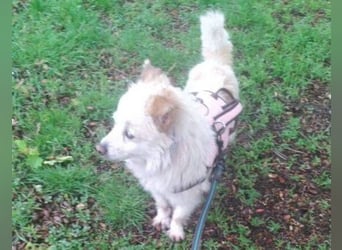 TALVI ist eine süße Hundedame