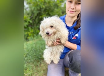 AYLA keine Wuschelmaus