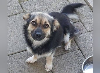 ZOICA ist ein absoluter Traumhund