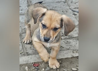 LEO – KLEINER ENTDECKER MIT EINEM GROSSEN KUSCHELHERZEN! ❤️