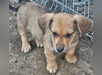 LEO – KLEINER ENTDECKER MIT EINEM GROSSEN KUSCHELHERZEN! ❤️