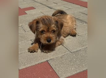 kleine Pfoten auf der Suche nach dem großen Glück! Pflegestelle 26629