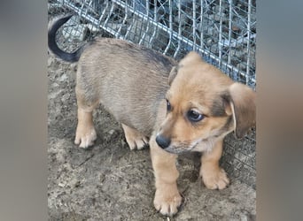 LEO – KLEINER ENTDECKER MIT EINEM GROSSEN KUSCHELHERZEN! ❤️