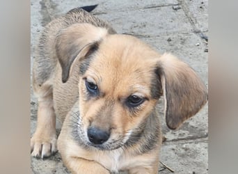 LEO – KLEINER ENTDECKER MIT EINEM GROSSEN KUSCHELHERZEN! ❤️
