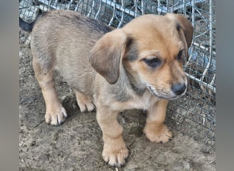 LEO – KLEINER ENTDECKER MIT EINEM GROSSEN KUSCHELHERZEN! ❤️