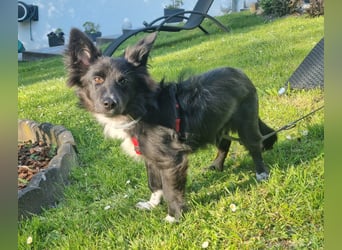 Limo möchte endlich ankommen...