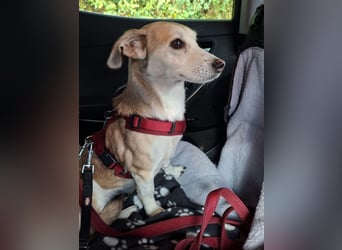 Alenka– sanfte Kuschelmaus sucht noch einmal ihr großes Glück