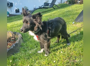 Limo möchte endlich ankommen...