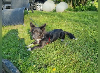 Limo möchte endlich ankommen...