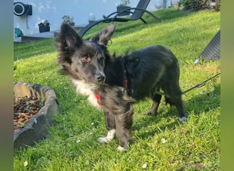 Limo möchte endlich ankommen...