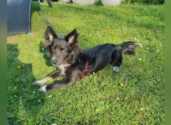 Limo möchte endlich ankommen...