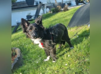 Limo möchte endlich ankommen...