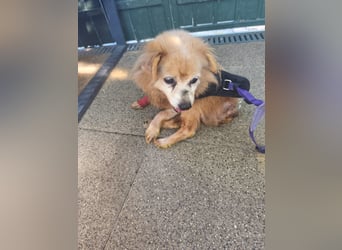 Perla aus fahrendem Auto auf Autobahn entsorgt - aktuell in Rumänien