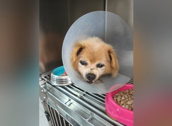 Perla aus fahrendem Auto auf Autobahn entsorgt - aktuell in Rumänien