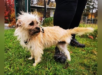 Zara, Terrirmix, geb. 2020, aktive, aufgeweckte 3 beinige Handicap Hündin sucht Familie