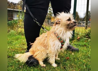 Zara, Terrirmix, geb. 2020, aktive, aufgeweckte 3 beinige Handicap Hündin sucht Familie