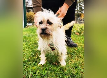 Zara, Terrirmix, geb. 2020, aktive, aufgeweckte 3 beinige Handicap Hündin sucht Familie