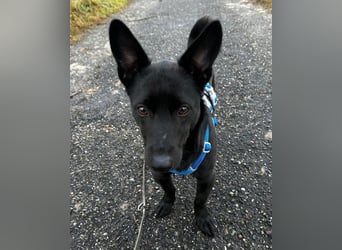 Porto, geb. ca. 01/2025, lebt auf einer Pflegestelle in 79576 Weil am Rhein