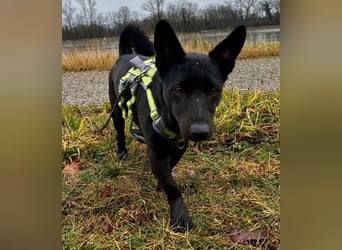 Porto, geb. ca. 01/2025, lebt auf einer Pflegestelle in 79576 Weil am Rhein