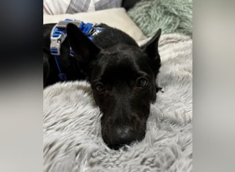 Porto, geb. ca. 01/2025, lebt auf einer Pflegestelle in 79576 Weil am Rhein