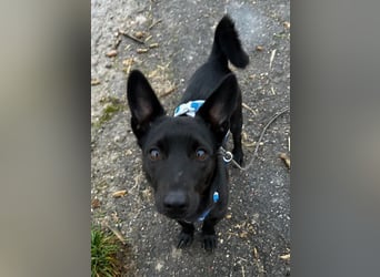 Porto, geb. ca. 01/2025, lebt auf einer Pflegestelle in 79576 Weil am Rhein