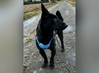 Porto, geb. ca. 01/2025, lebt auf einer Pflegestelle in 79576 Weil am Rhein