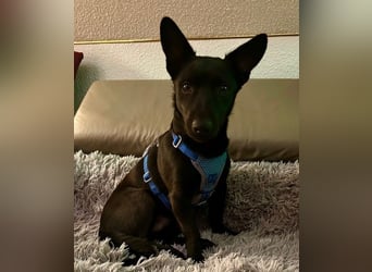 Porto, geb. ca. 01/2025, lebt auf einer Pflegestelle in 79576 Weil am Rhein