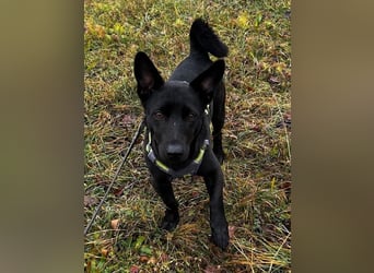 Porto, geb. ca. 01/2025, lebt auf einer Pflegestelle in 79576 Weil am Rhein