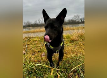 Porto, geb. ca. 01/2025, lebt auf einer Pflegestelle in 79576 Weil am Rhein