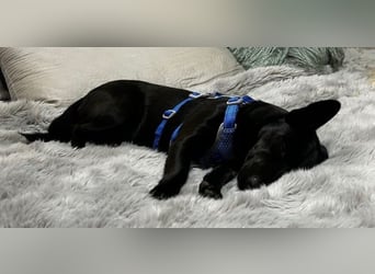 Porto, geb. ca. 01/2025, lebt auf einer Pflegestelle in 79576 Weil am Rhein