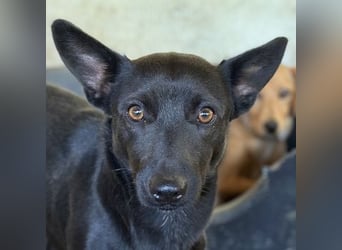 Porto, geb. ca. 01/2025, lebt auf einer Pflegestelle in 79576 Weil am Rhein