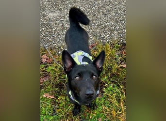 Porto, geb. ca. 01/2025, lebt auf einer Pflegestelle in 79576 Weil am Rhein