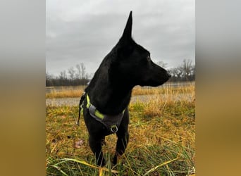 Porto, geb. ca. 01/2025, lebt auf einer Pflegestelle in 79576 Weil am Rhein