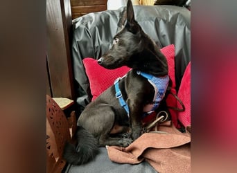 Porto, geb. ca. 01/2025, lebt auf einer Pflegestelle in 79576 Weil am Rhein