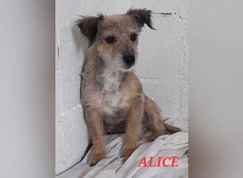 Alice - manchmal noch etwas widerspenstig