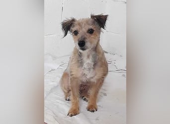 Alice - manchmal noch etwas widerspenstig