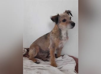 Alice - manchmal noch etwas widerspenstig