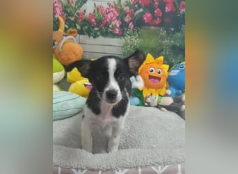Bella - Hündin - geb. 05/2026 - 18 cm