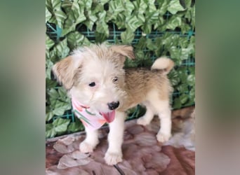 Rosie - Hündin - geb. 07/2026 - 20 cm